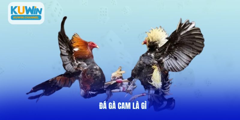 Thiên đường cá cược đá gà Cam tại Kuwin