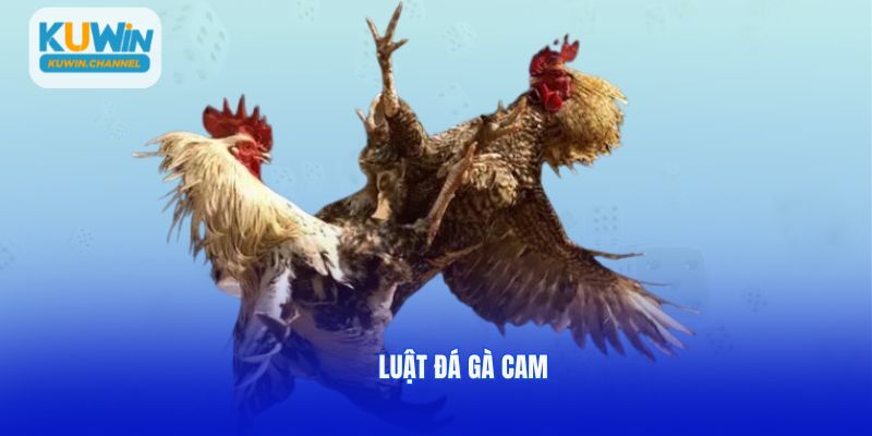 Đá gà cam tại Kuwin có luật lệ rõ ràng