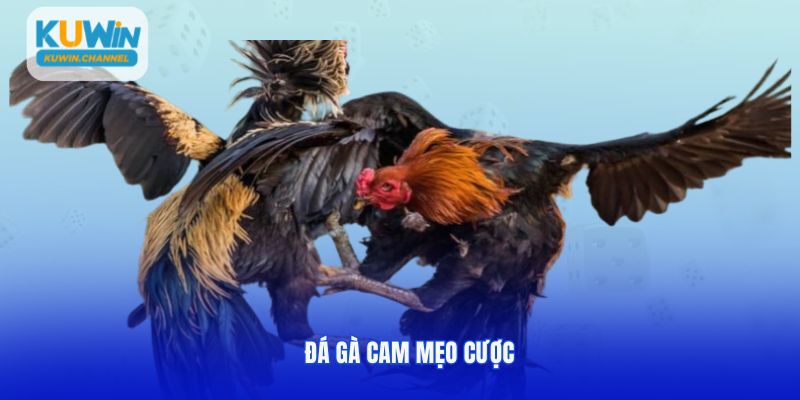 Đá gà cam kèm mẹo cược tại Kuwin