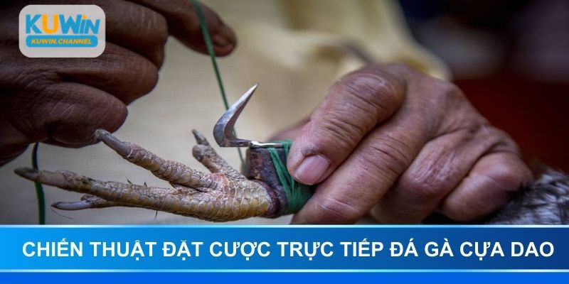 Chiến thuật đặt cược khi xem trực tiếp đá gà cựa dao