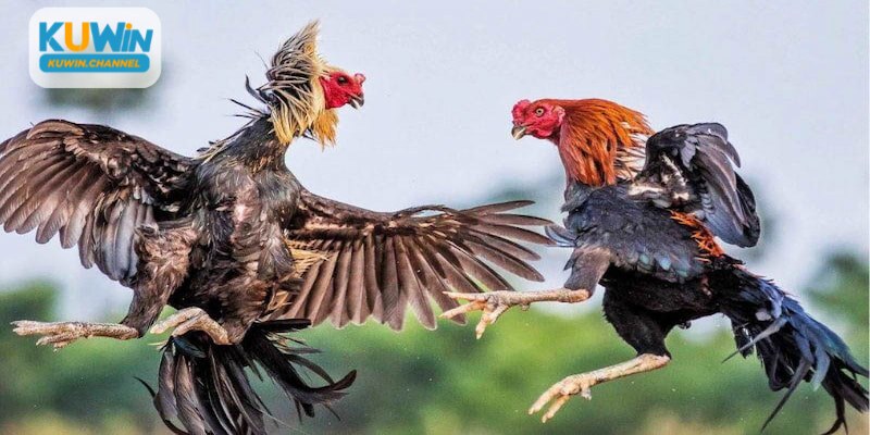 Hình thức gà đá trực tiếp thomo hấp dẫn