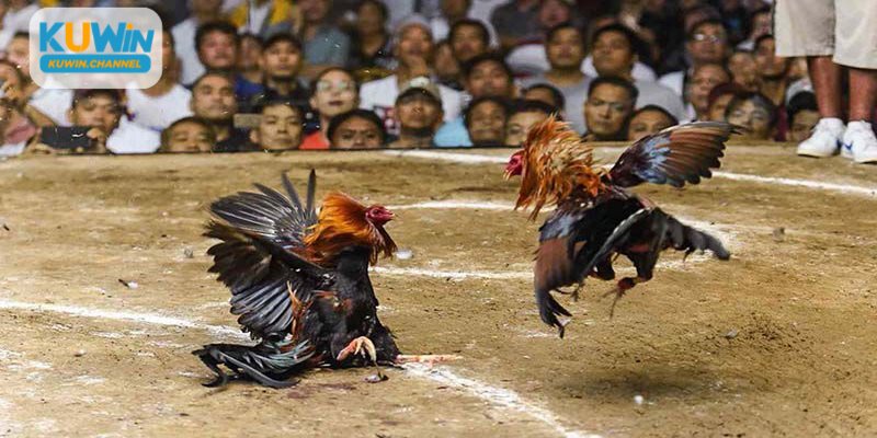 Gà đá trực tiếp thomo Kuwin hút khách bởi sự kịch tính bậc nhất