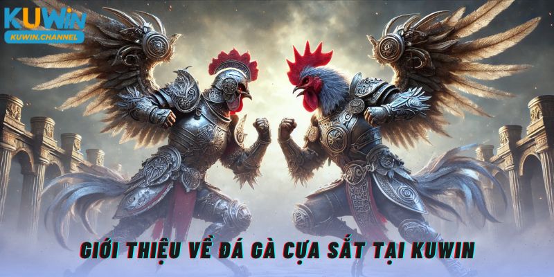 Giới thiệu đá gà cựa sắt tại Kuwin