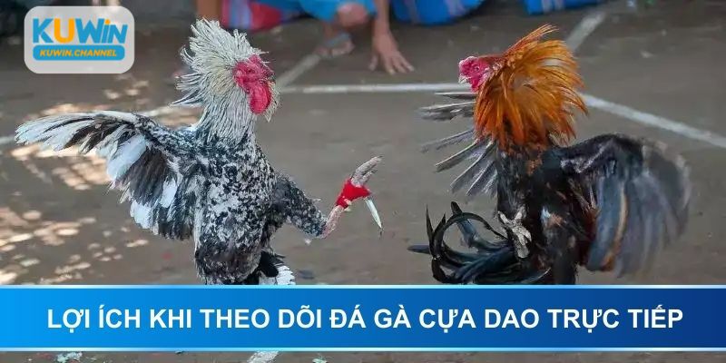 Lợi ích khi theo dõi đá gà cựa dao trực tiếp tại KUWIN