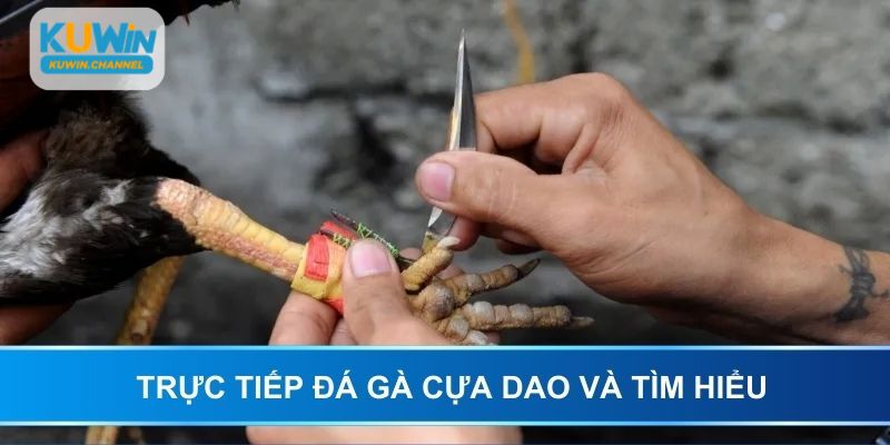 Trực tiếp đá gà cựa dao tại Kuwin